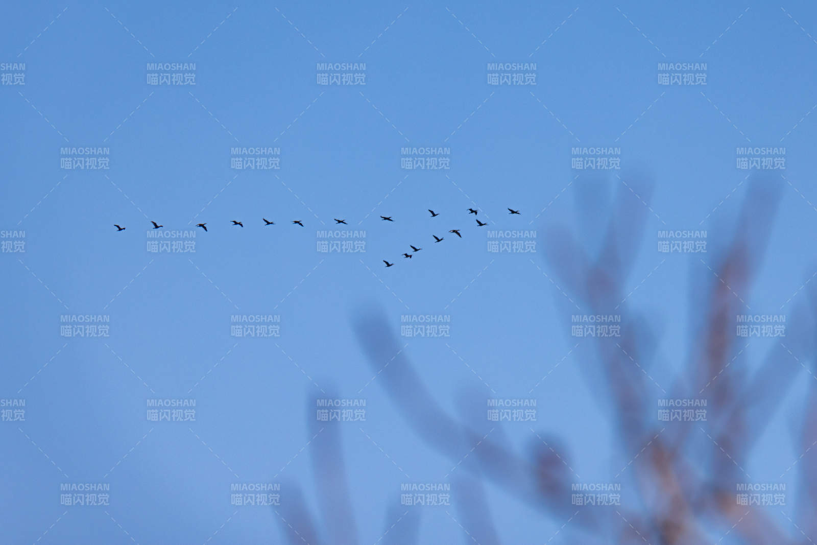 雁群飞翔 枝影朦胧图片