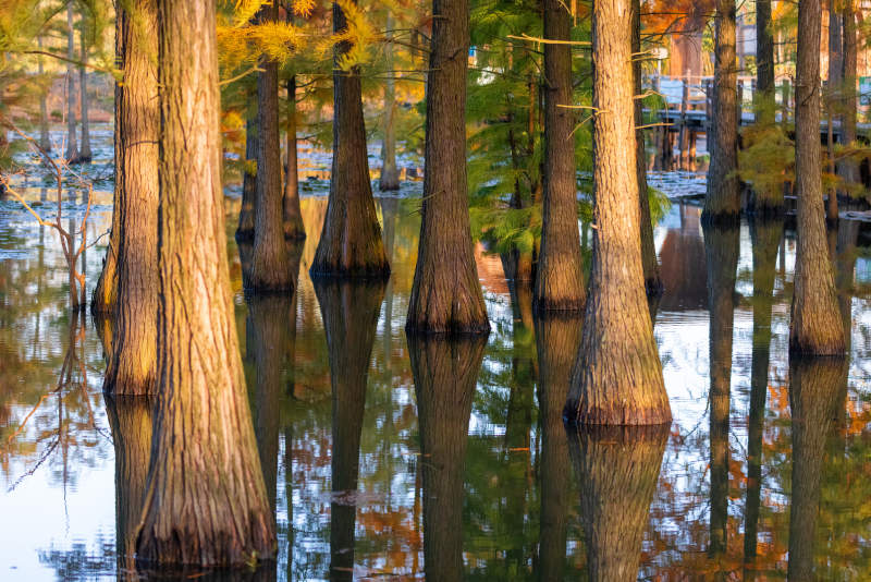秋日水杉林倒影美景图片