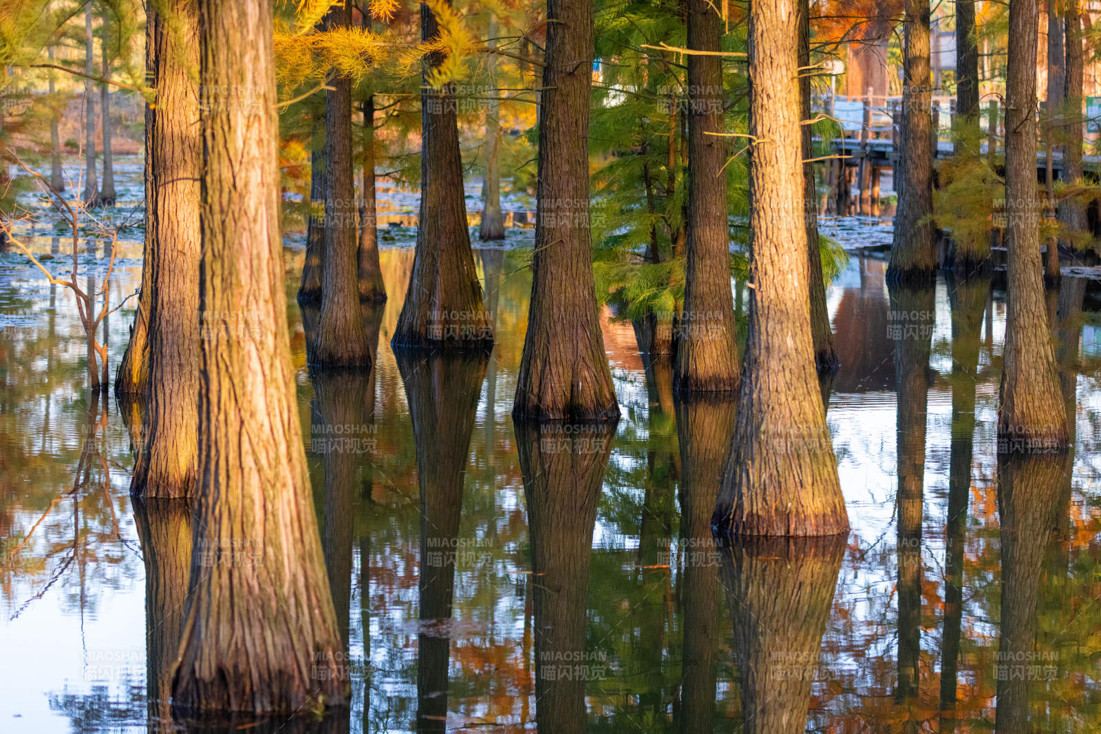 秋日水杉林倒影美景图片