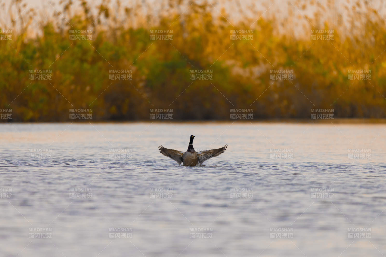 湖面展翅 秋日静谧图片