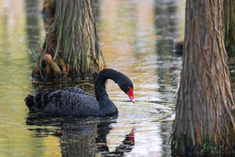 黑天鹅在水中觅食图片