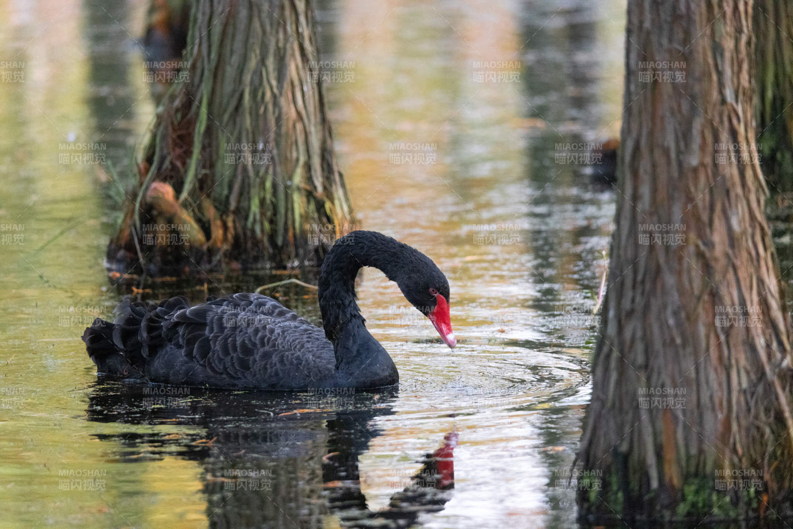 黑天鹅在水中觅食图片