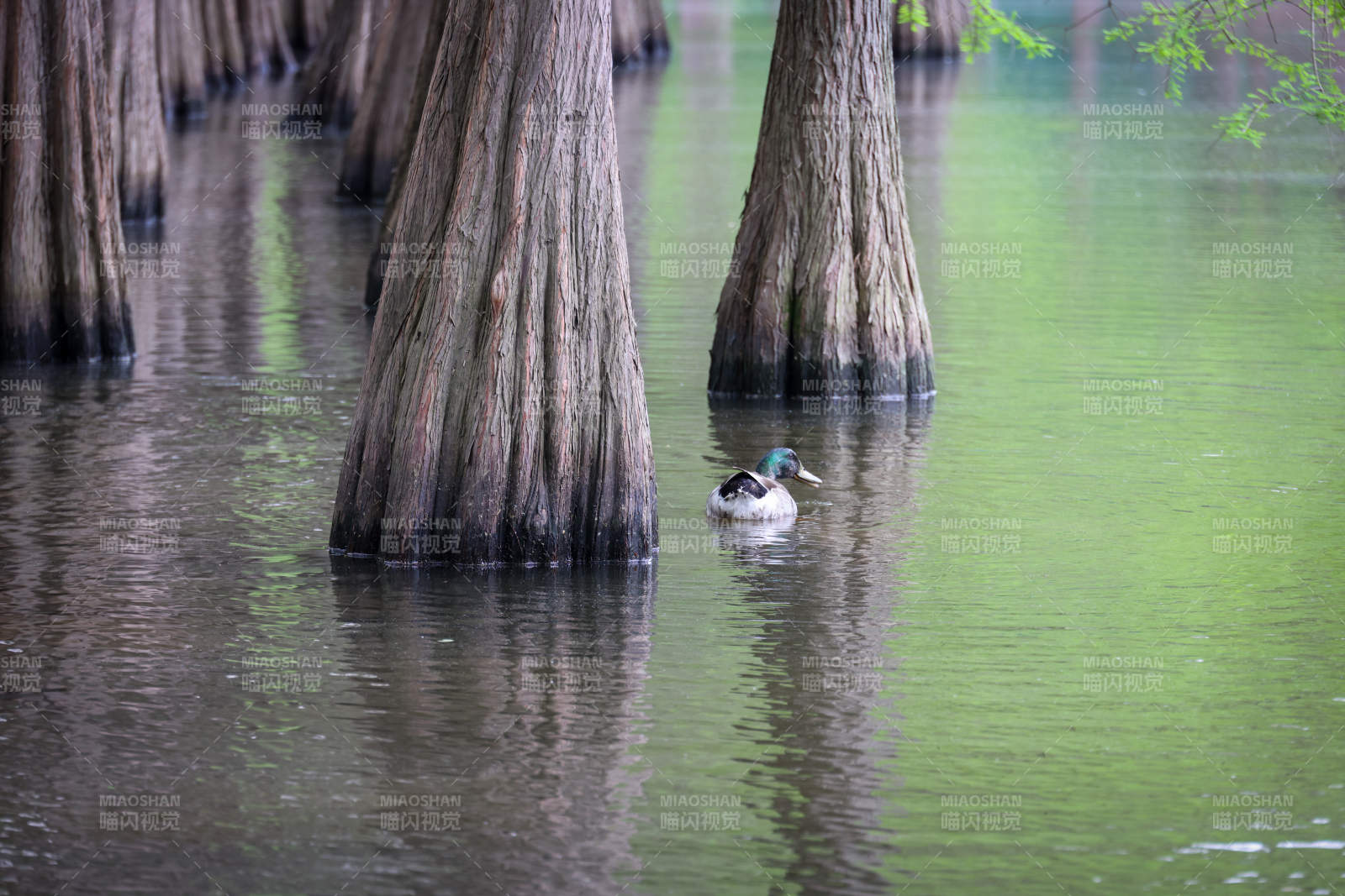 水中鸭影 树干环绕图片