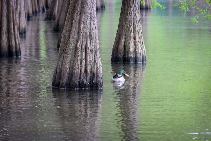 水中鸭影 树干环绕图片