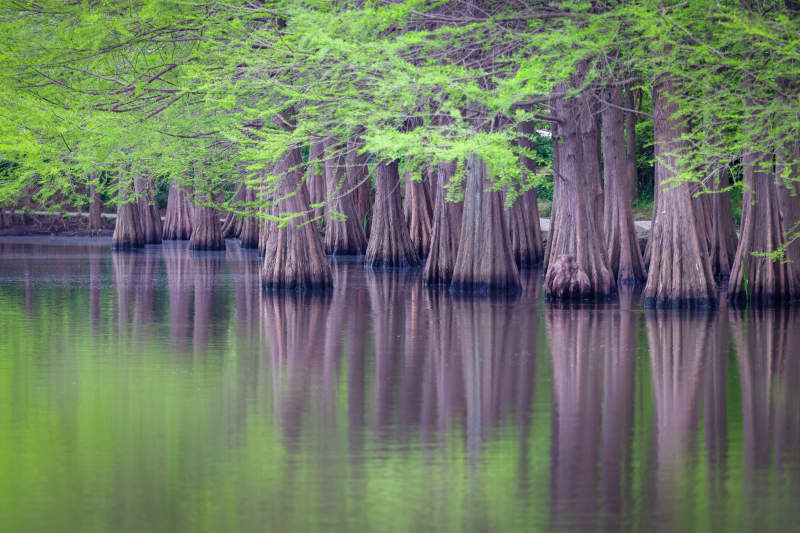 静谧湖畔 绿树倒影图片