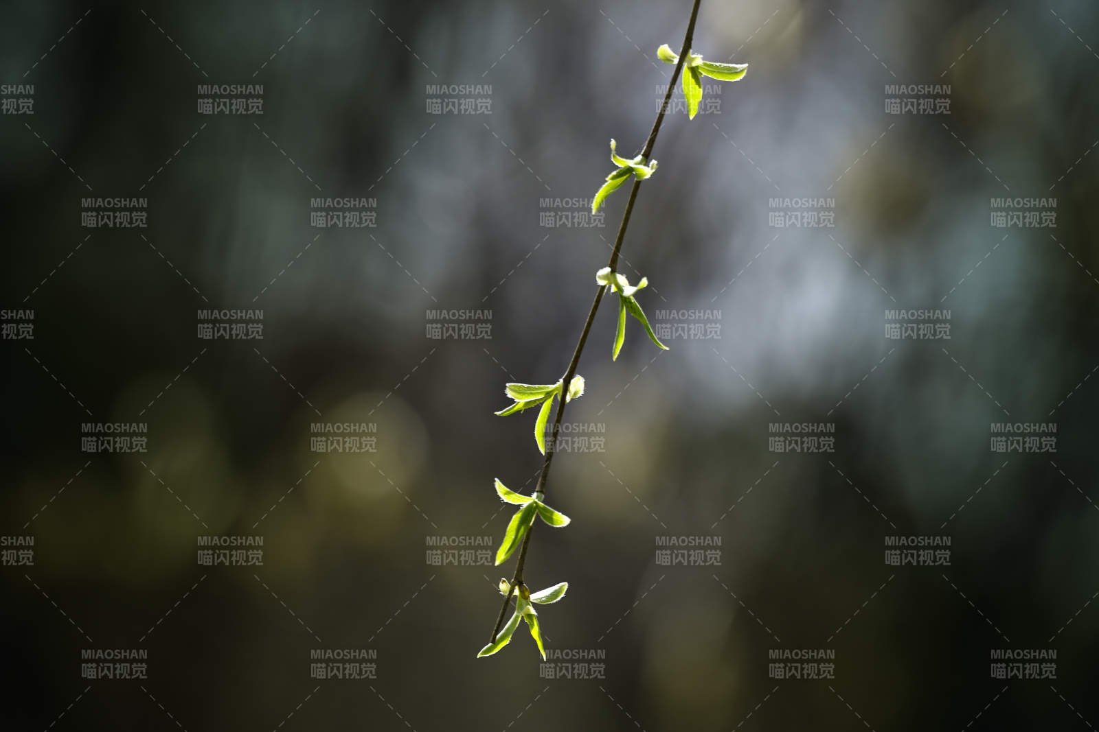 嫩芽初绽 春意盎然图片