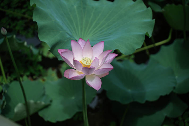 池塘中的粉色莲花图片