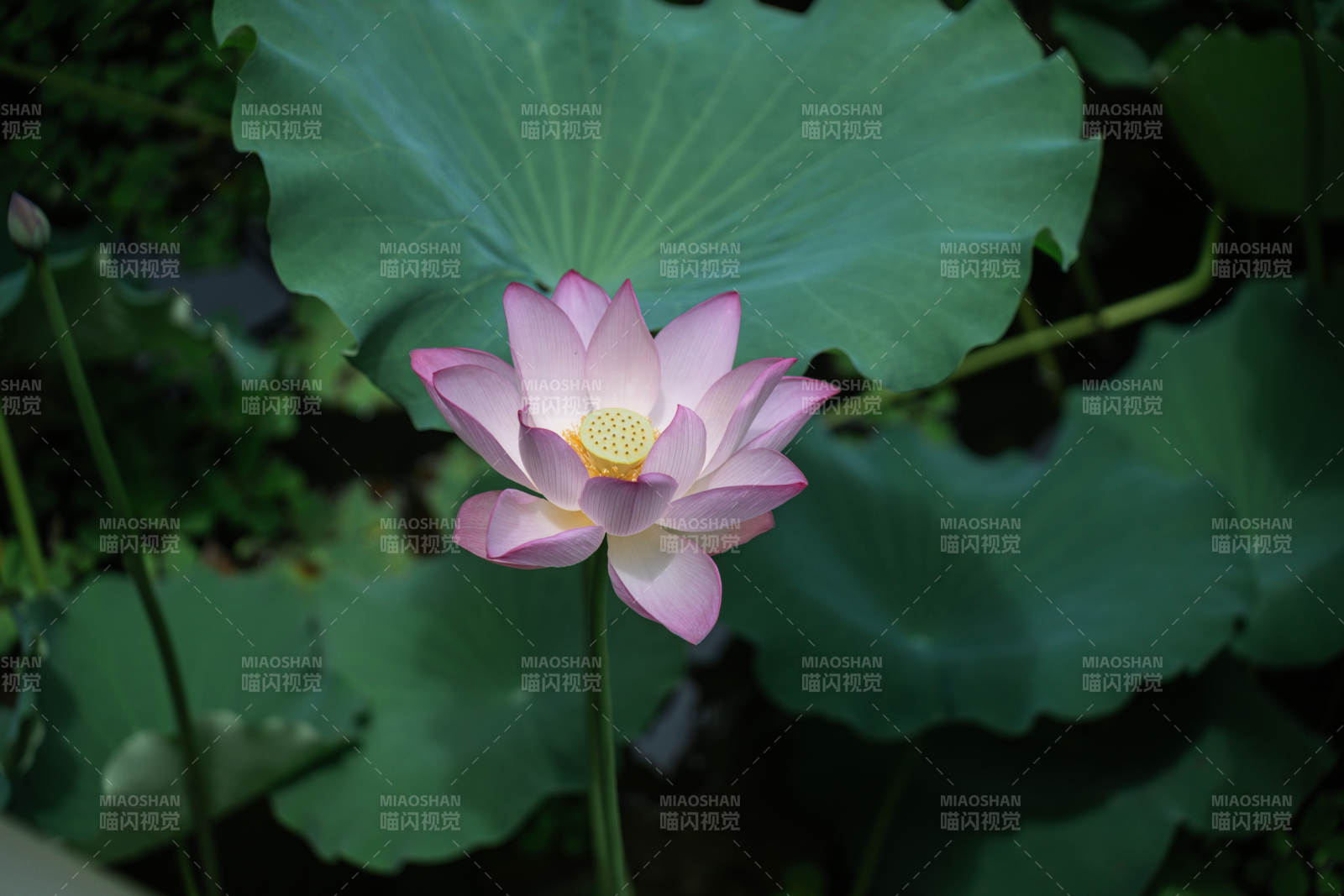 池塘中的粉色莲花图片