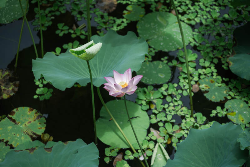 池塘中的莲花盛开图片