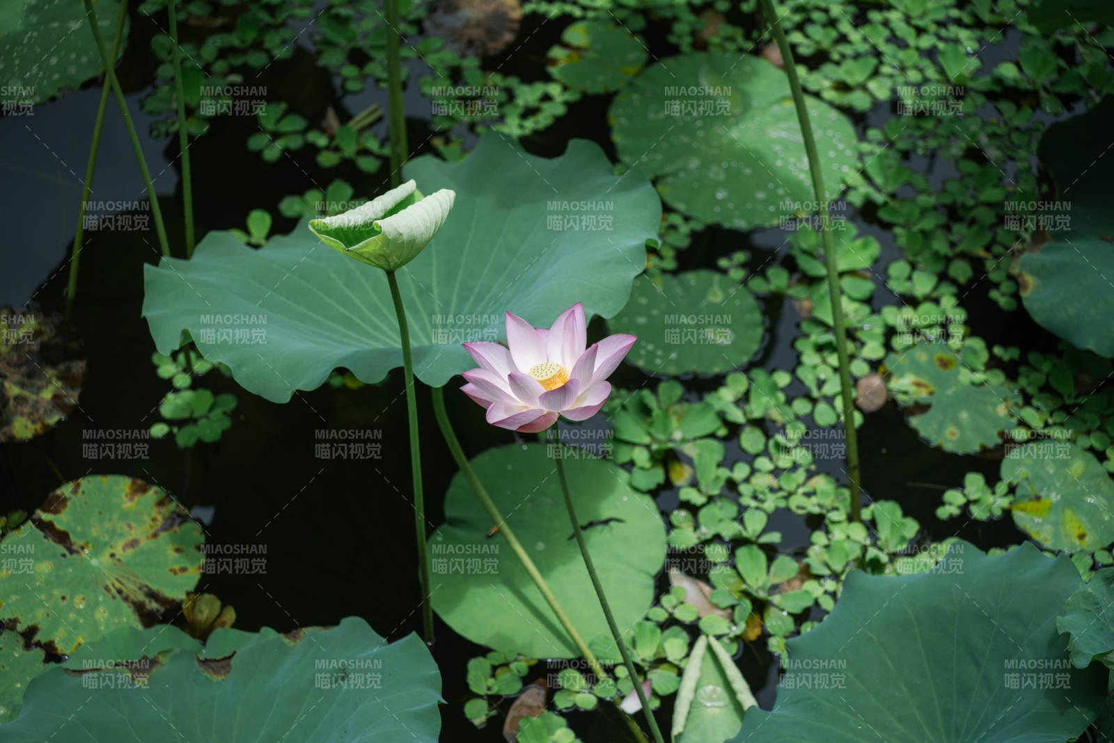 池塘中的莲花盛开图片