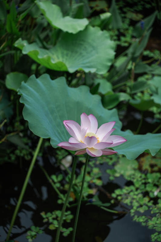 池塘中的莲花盛开图片