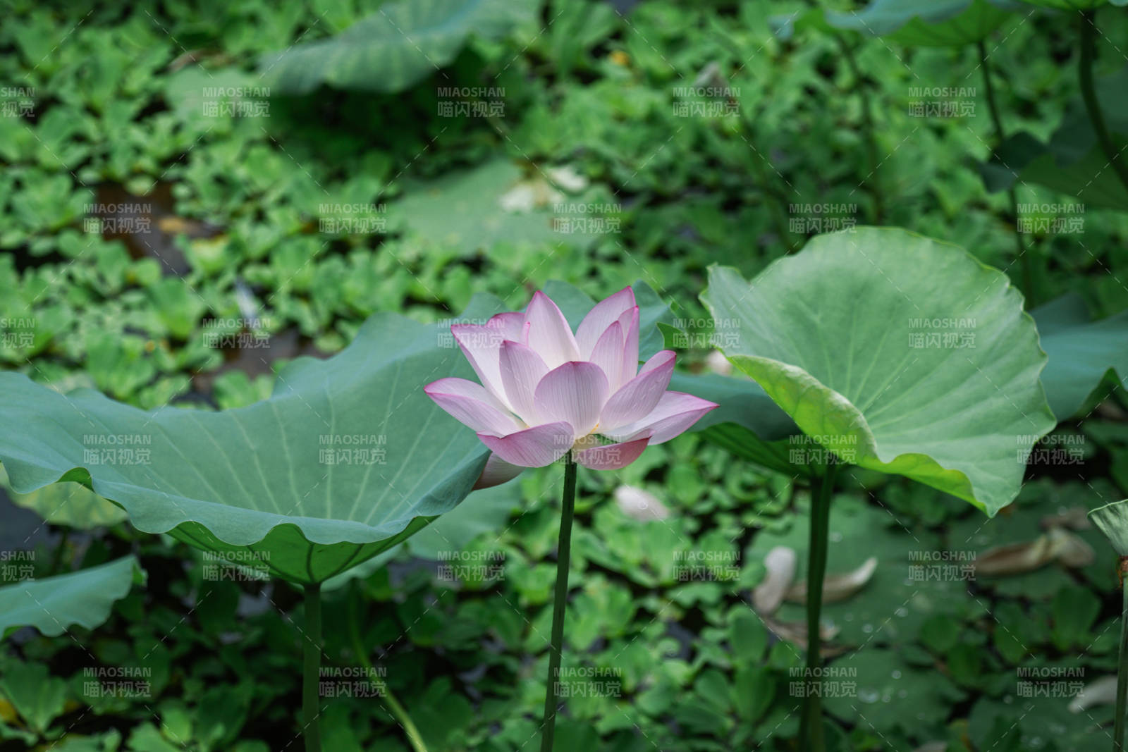 池塘中的粉色莲花图片