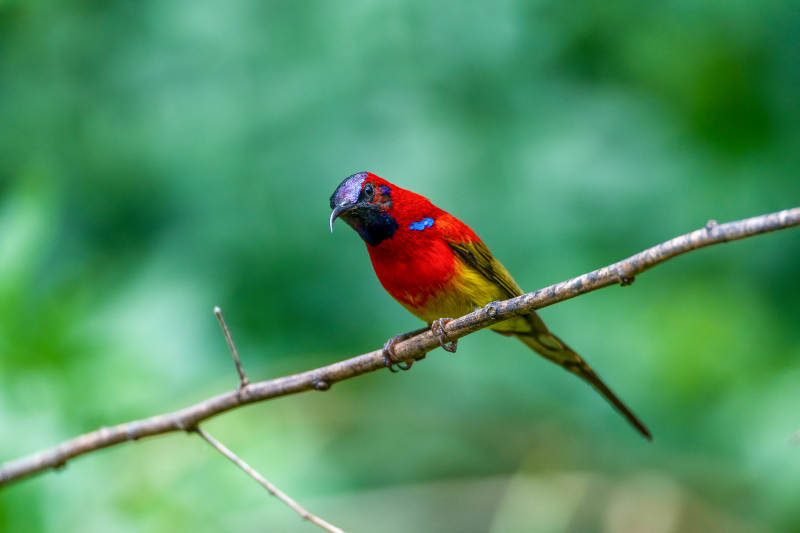 蓝喉太阳鸟栖枝头图片