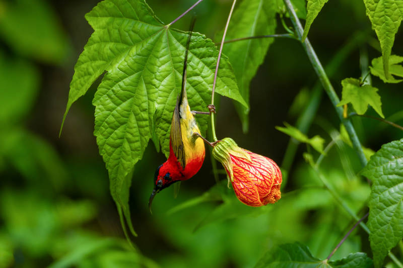 蓝喉太阳鸟采蜜 绿叶相伴图片