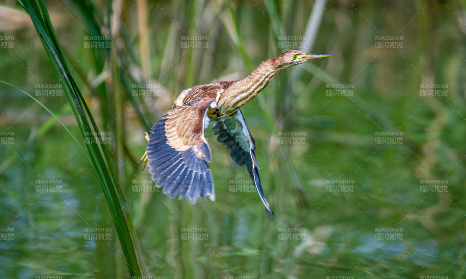苇鳽展翅飞过水面图片