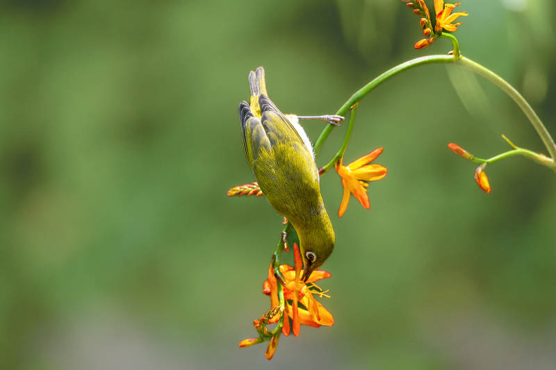 绣眼鸟倒挂采花蜜图片