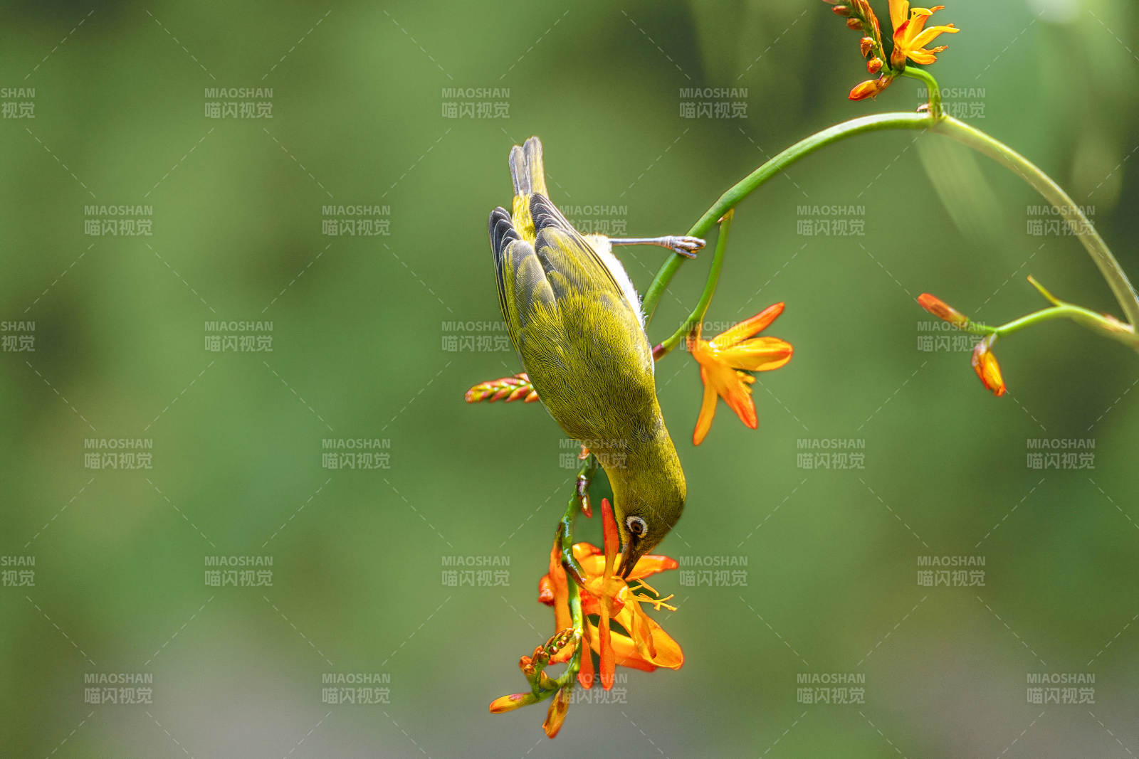 绣眼鸟倒挂采花蜜图片