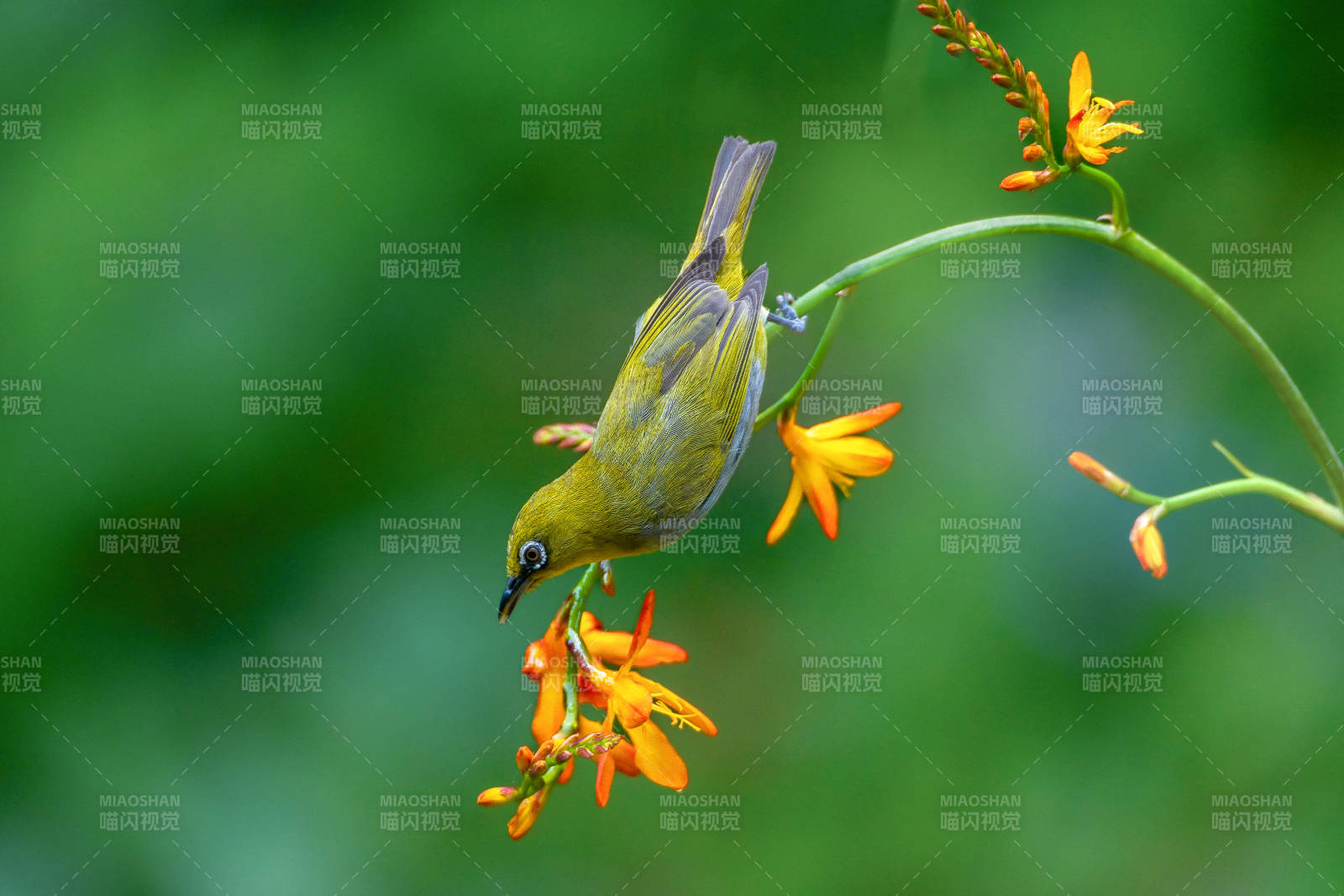 绣眼鸟采花蜜 生机盎然图片