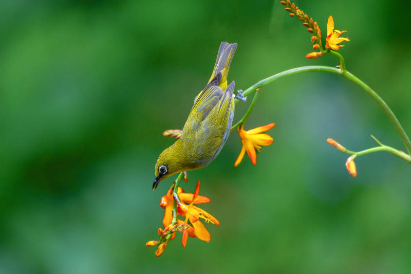 绣眼鸟采花蜜 生机盎然图片