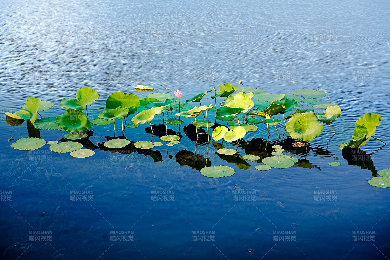荷叶浮水面 静谧湖光景图片