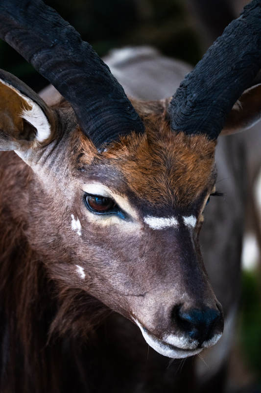 羚羊的威严特写图片