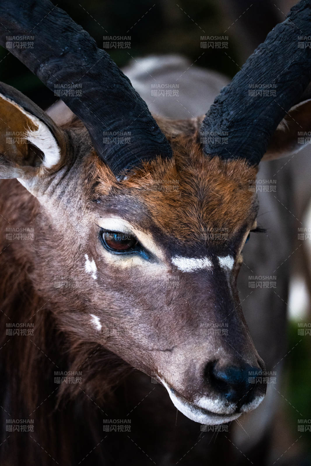 羚羊的威严特写图片