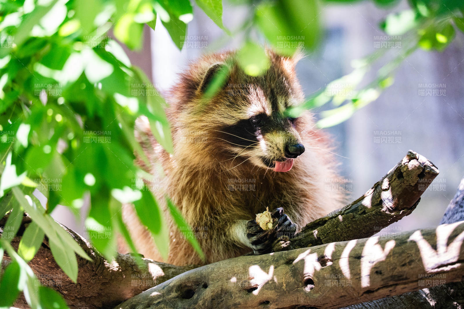 树上的小浣熊在吃东西图片