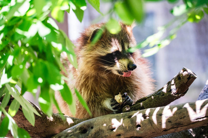 树上的小浣熊在吃东西图片