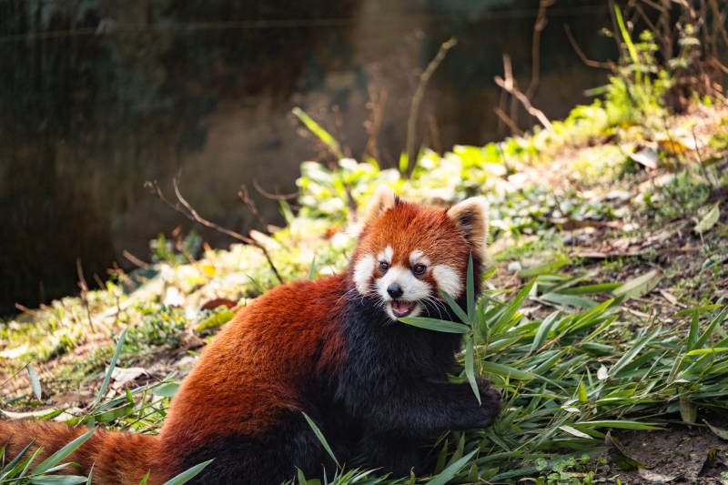 小熊猫悠闲吃竹叶图片