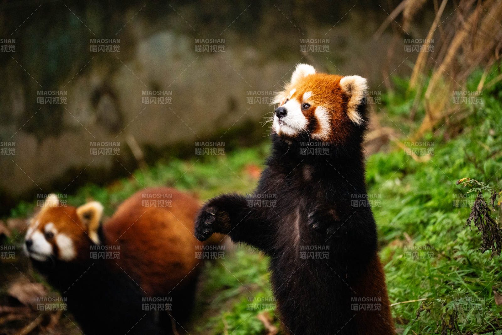 小熊猫的可爱瞬间图片