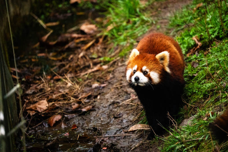 小熊猫在林间漫步图片