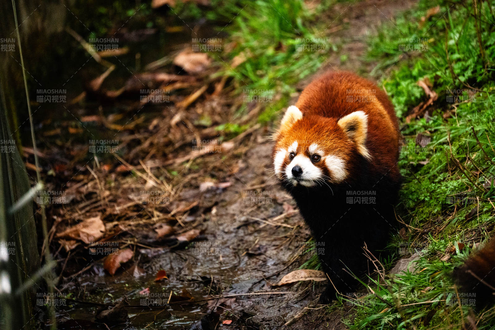 小熊猫在林间漫步图片