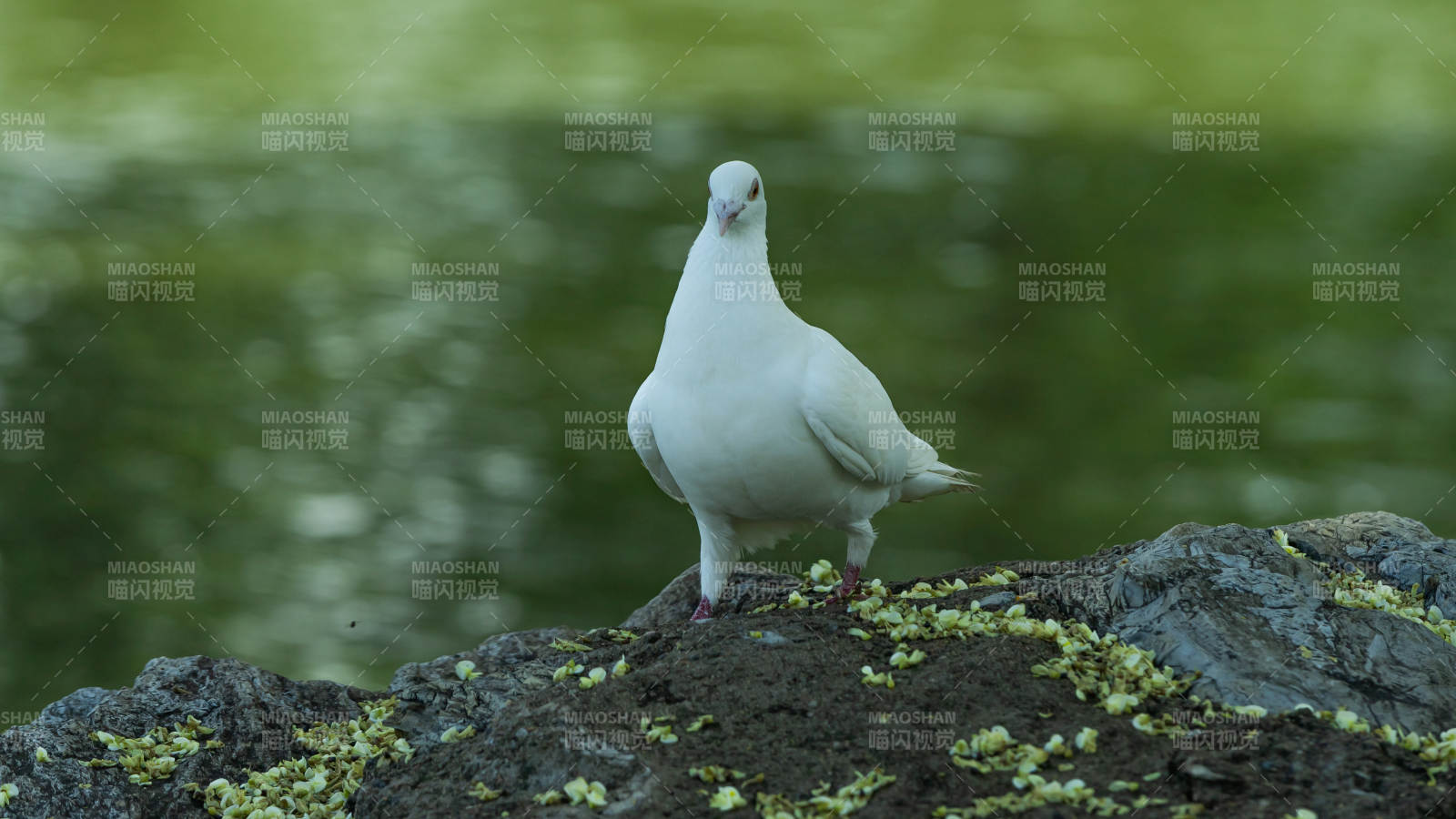 湖畔白鸽静栖石上图片