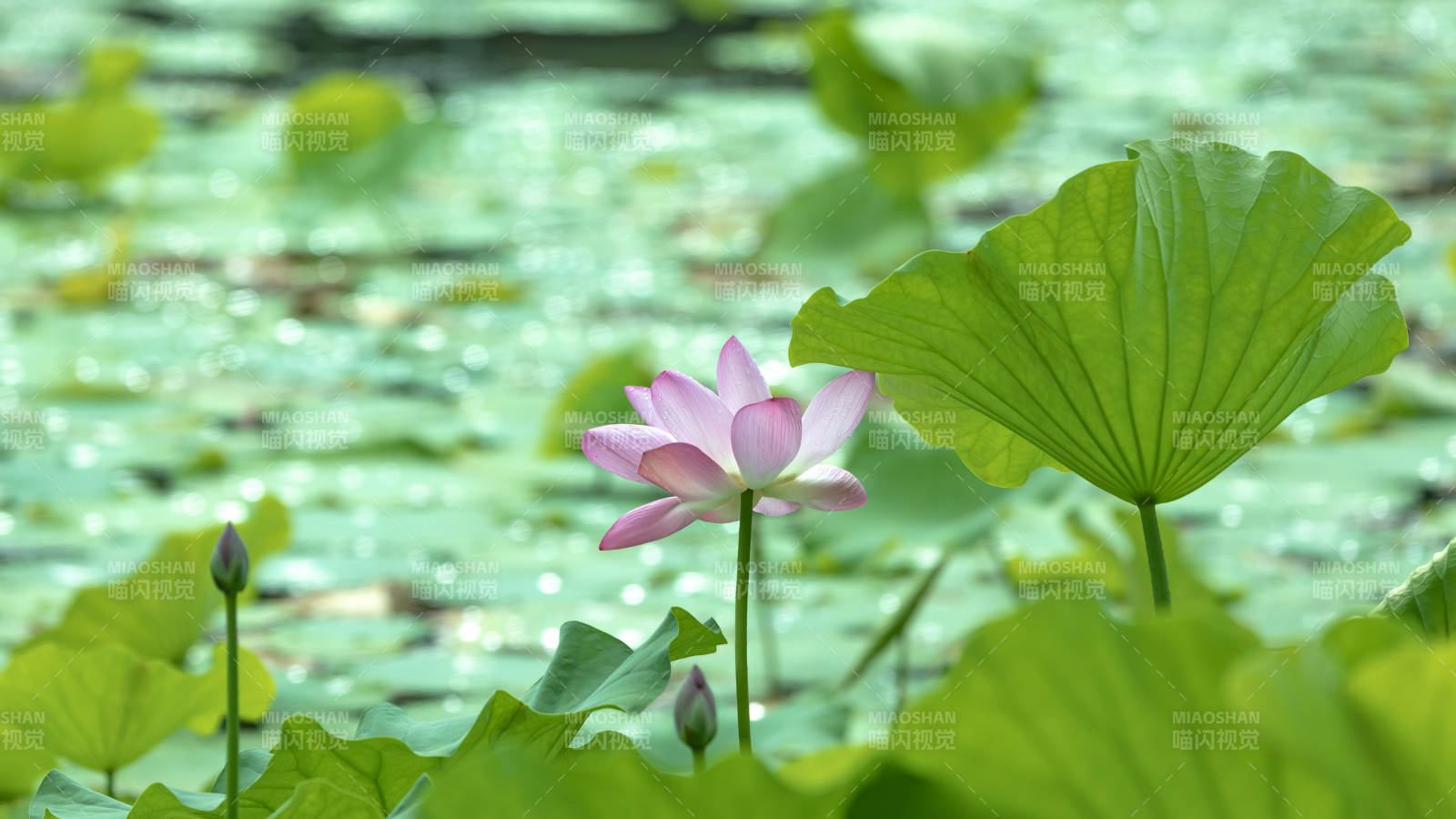 池塘中的莲花与荷叶图片