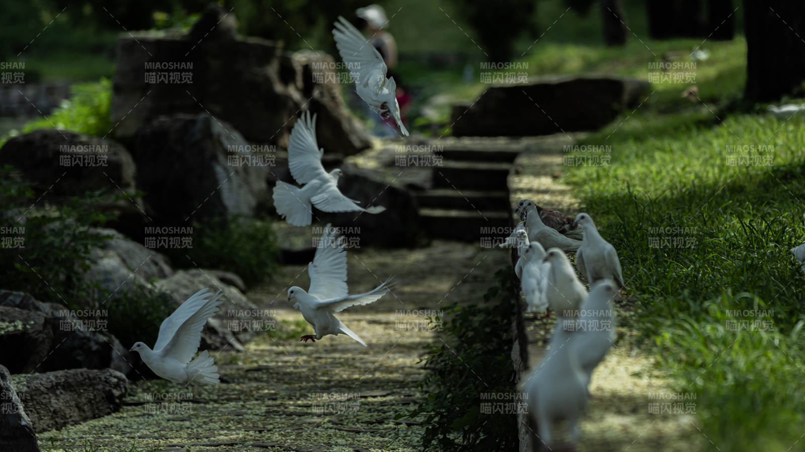 白鸽翩翩 绿意盎然图片