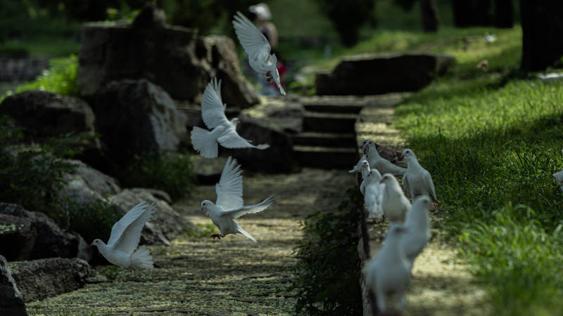 白鸽翩翩 绿意盎然图片