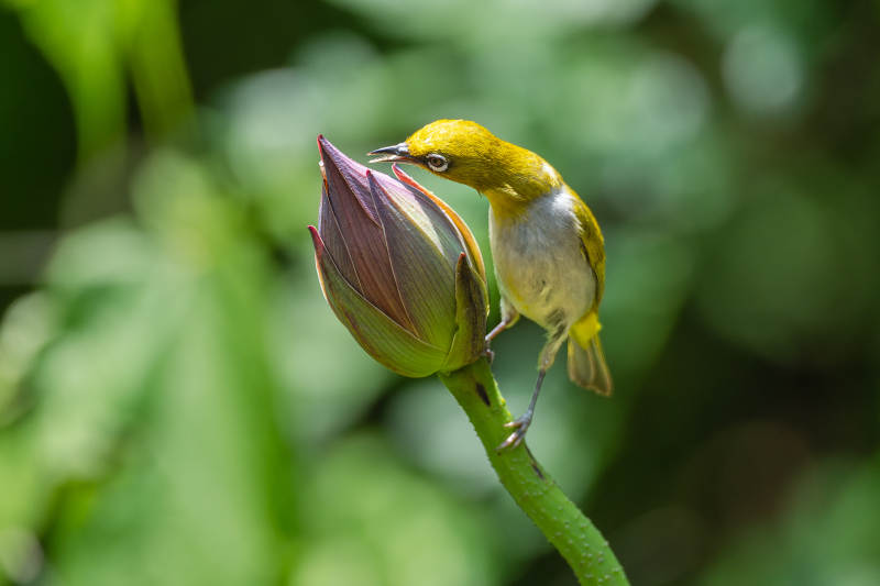 绣眼鸟探花蕾 绿意盎然图片