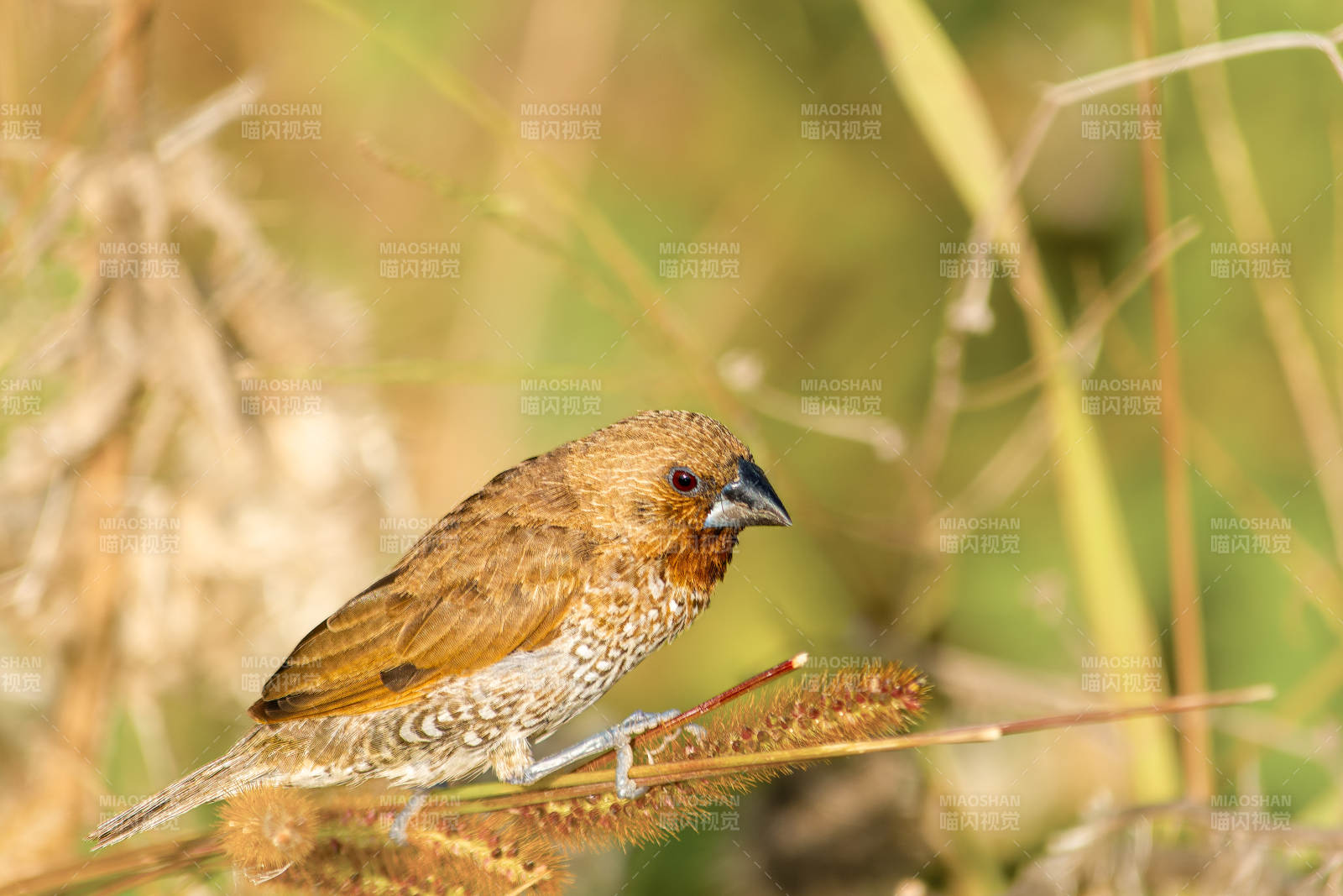 斑文鸟栖息于草丛中图片