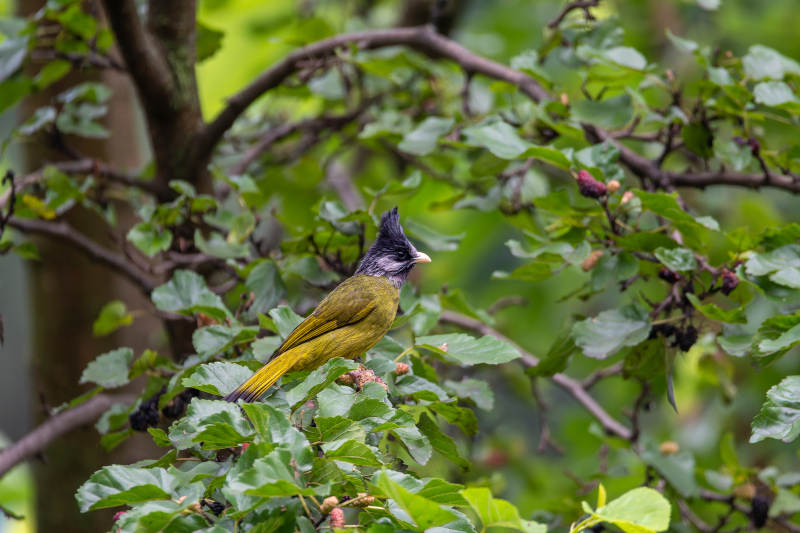 绿叶丛中的小鸟图片
