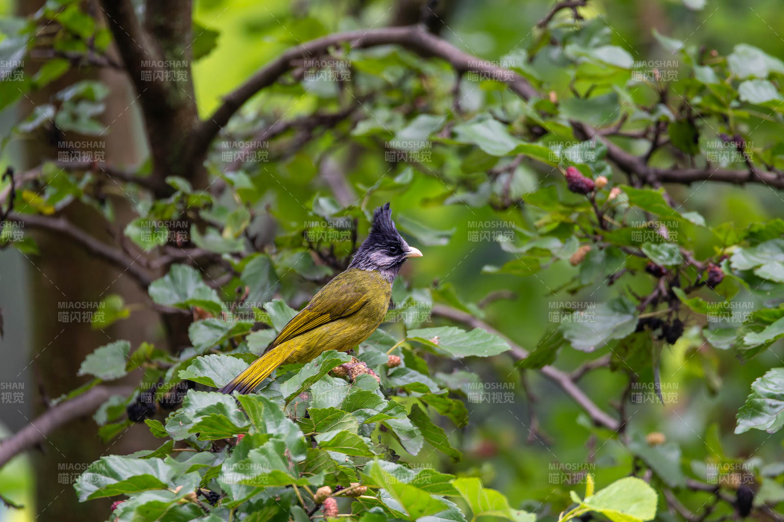 绿叶丛中的小鸟图片