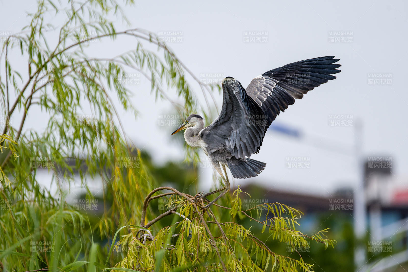 苍鹭展翅栖枝头图片