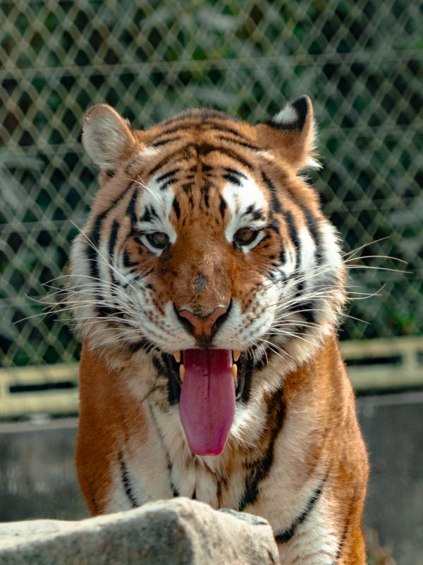 老虎张嘴露舌特写图片