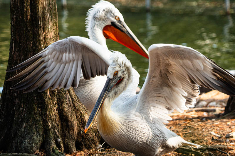 展翅鹈鹕 静谧湖畔图片