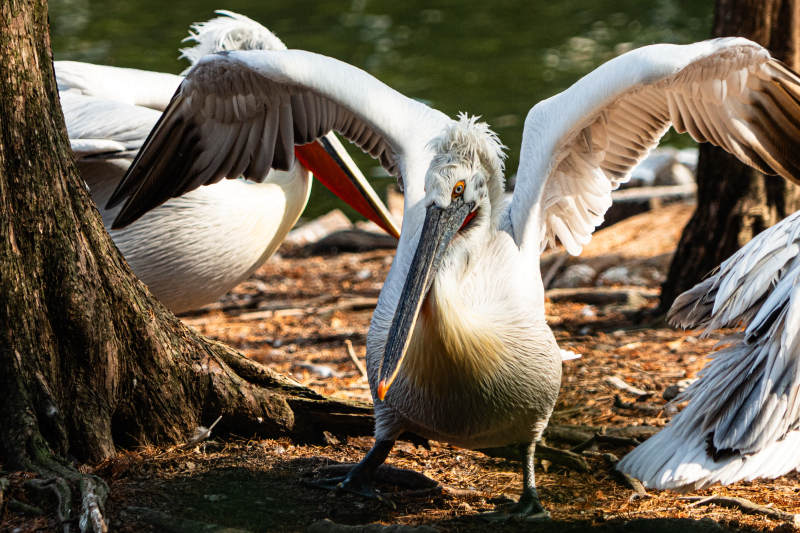 鹈鹕展翅 林间栖息图片