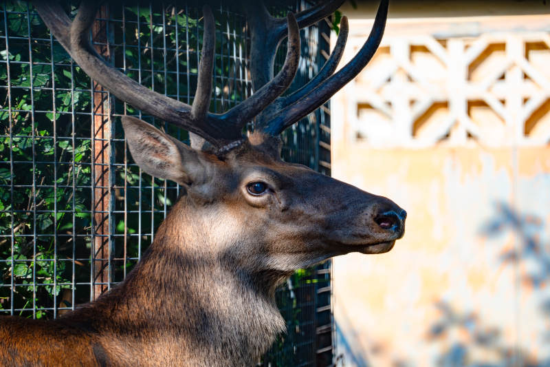 鹿在围栏旁侧目而视图片