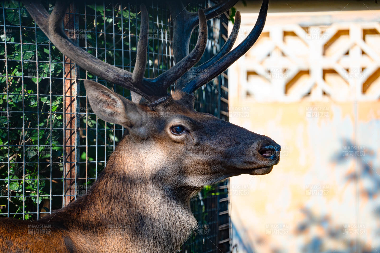 鹿在围栏旁侧目而视图片