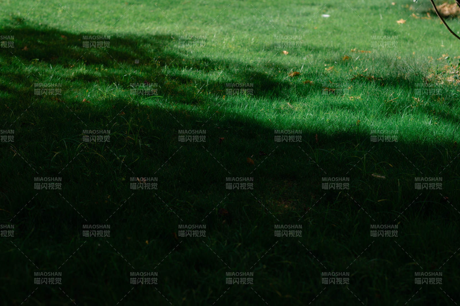 草地上的光影交错图片