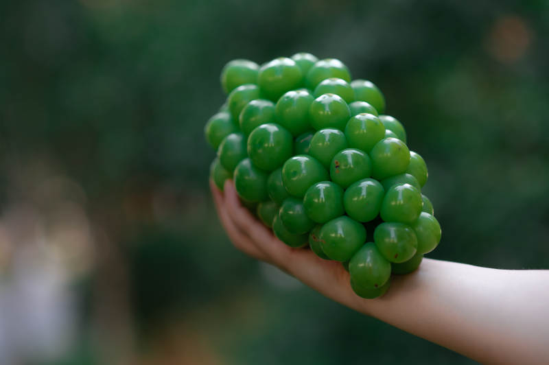手捧新鲜绿色葡萄图片