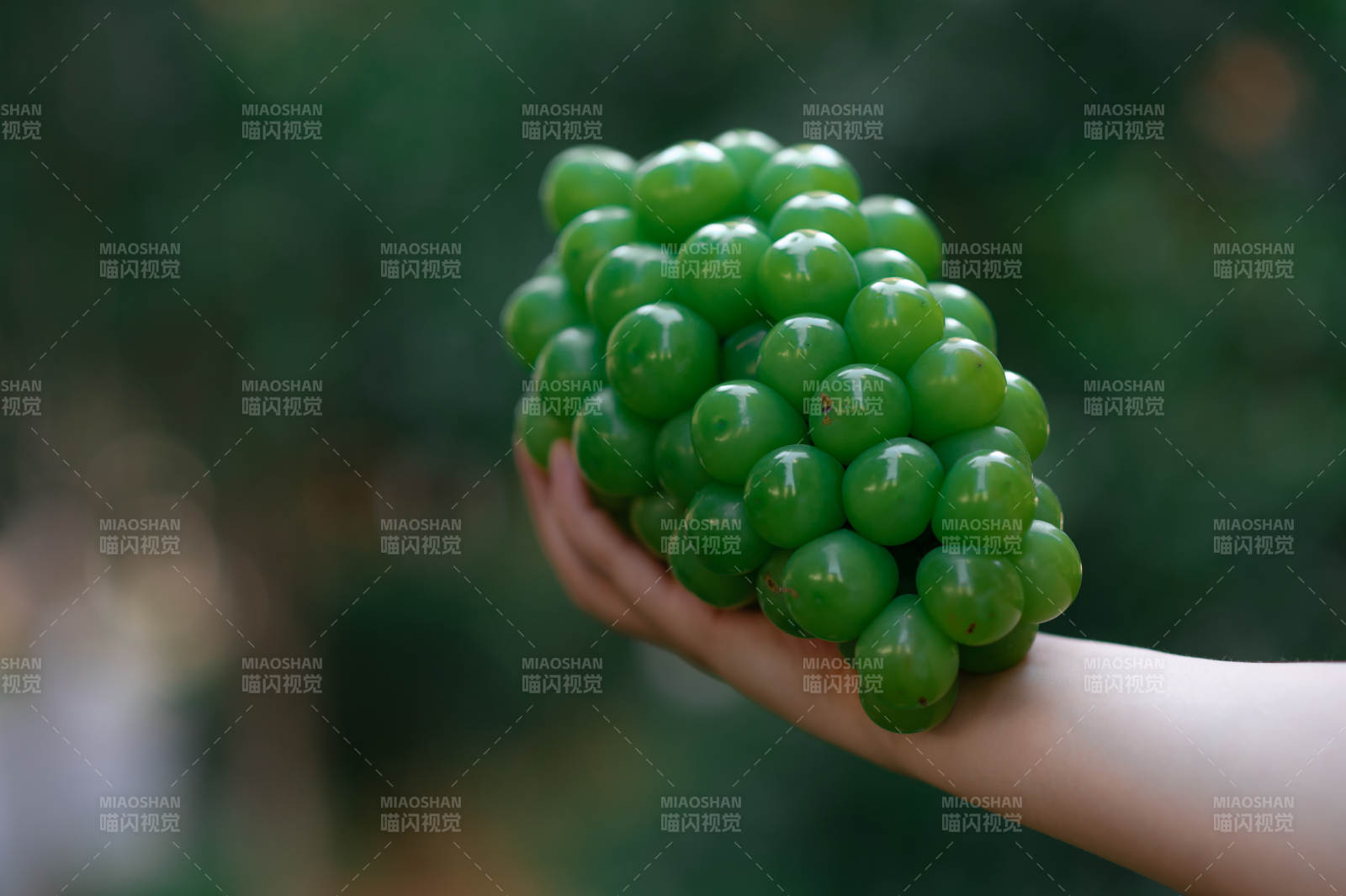 手捧新鲜绿色葡萄图片