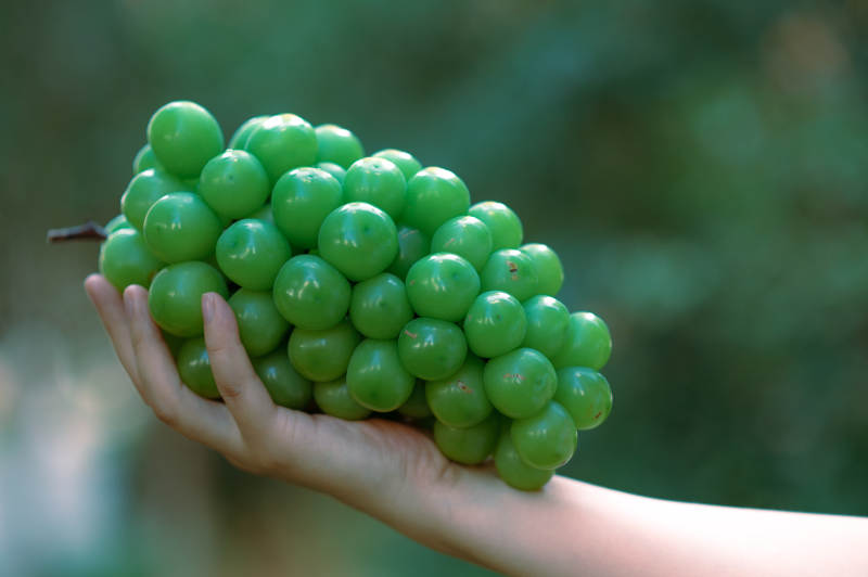 手捧新鲜绿葡萄图片